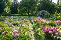 The peony borders at Weihenstephan Trial Garden. 