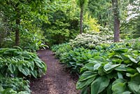 Mulched path at Weihenstephan Trial Garden through the borders of Hosta cultivars, 'Green Acres', Hosta and Viburnum 'Oneida'