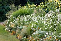 Colour-themed border with annual bedding plants at Weihenstephan Trial Garden. Includes Cleome spinosa 'Helen Campbell', Helianthus annuus 'Rumi F1 Lemon', Nicotiana sylvestris, Panicum virgatum 'Fontaine', Zinnia angustifolia 'Crystal White' and 'Crystal Yellow'