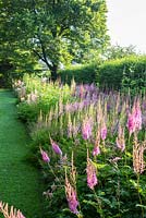 The Astilbe border at Weihenstephan Trial Garden is backed by a cornel cherry hedge, Astilbe 'Moerheimerii', Astilbe japonica 'Europa' and Astilbe taquetii 'Superba'