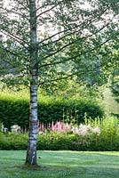 Astilbe border at Weihenstephan Trial Garden with birch and lawn, Astilbe japonica 'Europa', Astilbe taquetii 'Purpurlanze', Astilbe taquetii 'Superba', Astilbe thunbergii 'Van der Wielen', Betula