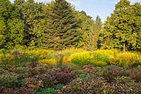 The peony borders in late summer at Weihenstephan Trial Garden with helenium, paeonia, rudbeckia, solidago, tilia and Vernonia crinita