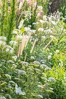 Detail of the white and yellow border at Weihenstephan Trial Garden with annual flowers and grasses including Eupatorium capillifolium 'Elegant Feather' and Pennisetum macrourum