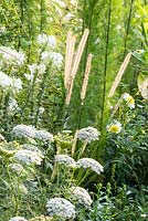 Detail of the white and yellow border at Weihenstephan Trial Garden with annual flowers and grass, Ammi majus, Cleome, Eupatorium capillifolium 'Elegant Feather' and Pennisetum macrourum