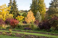 Autumn colours at Weihenstephan Trial Garden with Cotinus cogyggria, Cercidiphyllum japonicum, Aster dumosus and Anemone japonica