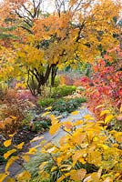 Autumn colours at Weihenstephan Trial Garden with hamamelis, koelreutia, bergenia and Hakonechloa macra 'Aureola' 