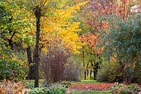 Autumn scene with Ginkgo biloba, Salix at Weihenstephan Trial Garden