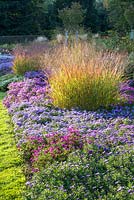 A classic border at Weihenstephan Trial Garden with squares of Aster dumosus with Panicum virgatum
