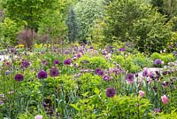 Spring borders at Weihenstephan Trial Garden, a naturalistic mix of bulbs and perennials against woodland backdrop. Includes Allium aflatunense 'Purple Sensation', Aquilegia vulgaris and tulips.