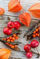 Arrangement of autumnal fruit and berries - Crab apple, Malus robusta 'Red Sentinel', Chinese lantern plant - Physalis alkekengi and Iris foetidissima - Stinking iris.