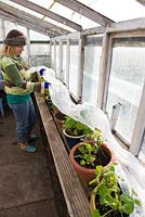 Woman gardener in unheated greenhouse covering pelargoniums with horticultural fleece prior to sharp overnight frost.