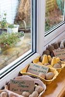 Seed potatoes chitting in egg trays by the conservatory window.