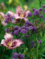Striking plant combination of mauve astrantia with pink daylily - Hemerocallis 'Chicago Picotee Queen'