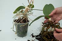 Repotting Orchid houseplant