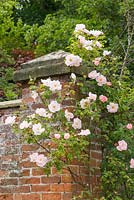 Rosa 'Shropshire Lass' growing over old brick and stone wall