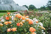 Rosa 'Lady of Shalott' and 'Penelope'. Kew Rose Garden