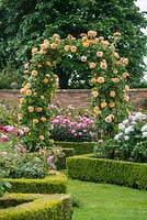 Rosa 'Crown Princess Margareta' trained over an arch in David Austin Rose Gardens, Albrighton, Wolverhampton. June