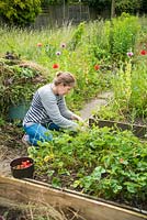 Woman weeding strawberry bed