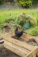 Chicken scavenging for food in partially finished raised wooden beds in vegetable garden.