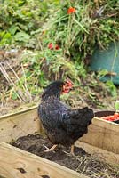 Chicken scavenging for food in partially finished raised wooden beds in vegetable garden.