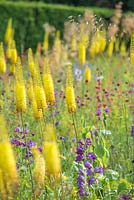 A drought tolerant perennial meadow designed by James Hitchmough at Cambridge Botanic Gardens. Eremurus stenophyllus, Dianthus carthusianorum, Stipa gigantea, Penstemon barbatus and Penstemon cobaea. June