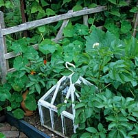 Victorian glass cloche protects young seedlings amongst potatoes and nasturtium.