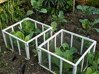 Glass cloche protecting young cabbages from slugs and snails.
