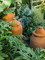 Terracotta forcing pots for rhubarb in vegetable bed amongst cabbage and artichoke.