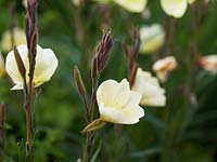 Oenothera stricta - evening primrose, a self-seeding annual.