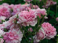 Rosa 'Ispahan' - a Damask rose