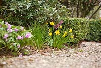 Clump of early Narcissus - Daffodils, Hellebores and Cardamine pentaphyllos by gravel path