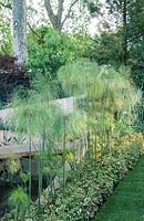 Cyperus papyrus underplanted with Houttuynia cordata 'Chameleon' - The Lloyds TSB Garden, RHS Chelsea Flower Show 2008