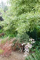 Acer negundo 'Aureovariegatum' hanging over gravel garden with Briza maxima and Lilium