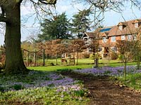 A carpet of Crocus tommasinianus and snowdrops thrives beneath an old oak tree. Hornbeam divide separate 1920s house and lawn from formal, sunken rose garden.