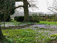 View over carpet of Crocus tommasinianus, winter aconites and snowdrops thriving beneath an old oak tree. Beyond, formal rose garden behind hornbeam hedge and ropes.