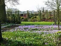 View over carpet of Crocus tommasinianus, winter aconites and snowdrops thriving beneath an old oak tree. Beyond, formal rose garden behind hornbeam hedge and ropes.