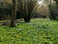 A carpet of winter aconites - Eranthis hyemalis, Crocus tommasinianus and snowdrops have naturalised in deciduous woodland - oak, ash, coppiced hazel and apple trees.