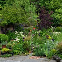 A colouful mixed border including Iris, Aquilegia, Valerian, Escholzia, Stachys, thymus and Papaver with buxus balls, containers and driftwood sculptures.