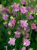 Aquilegia vulgaris, Granny's Bonnets or Columbine, self-seed freely through the garden. Perennial flowering in summer.