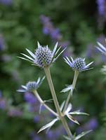 Eryngium bourgatii, sea holly, a prickly herbaceous perennial flowering in summer.