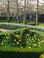 In spring, daffodils surround clipped yew, topiary bird in parterre contained within box hedges.