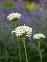 Allium nigrum, ornamental onion, is a tall bulb bearing white flowerheads