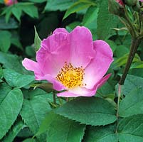 Rosa Complicata, an old Gallica with bright, clear pink single blooms