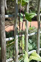 Vigna inguiculata sesquipedalis. Red noodle bean. Babylonstoren Cape Dutch farm. Nr Franschoek. Cape Province. South Africa