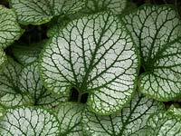 Brunnera macrophylla 'Jack Frost', a perennial with beautifully marked leaves.