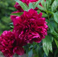 Paeonia officinalis 'Rubra Plena', peony, a herbaceous perennial with gorgeous, satin-like, red double flowers in summer.