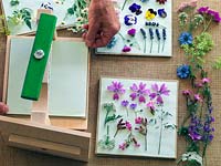 Step-by-step demonstration of pressing flowers. Lower the top sheet very carefully over the flowers, to avoid moving them. If flowers inadvertently touch, they will be hard to separate.