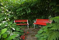 Hosta plants and white and red wooden benches on flagstone patio with Fallopia japonica - Japanese Knotweed shrubs in the background in private backyard garden in summer