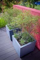 Modern containers planted with Frangula alnus