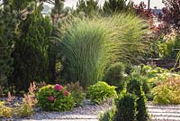 General view of late summer garden planted with miscanthus and hydrangea